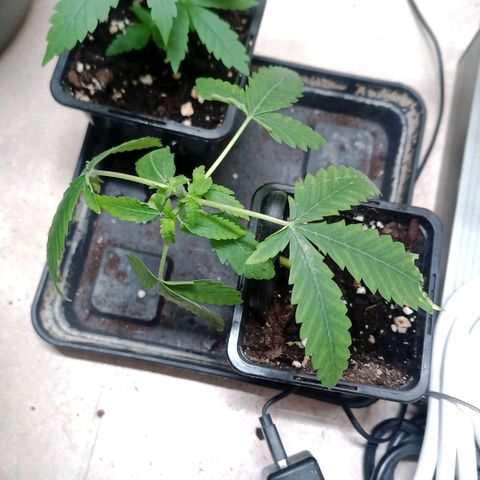 Unknown Mist #1 growlog timeline photo