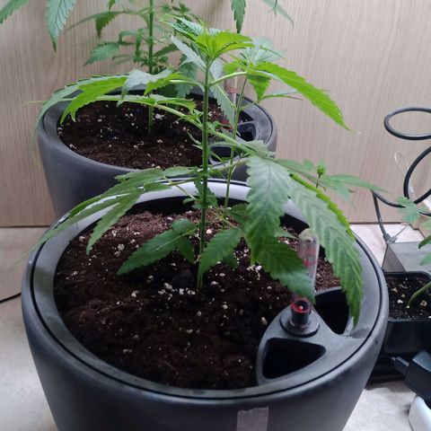 Royal Bluematic  growlog timeline photo