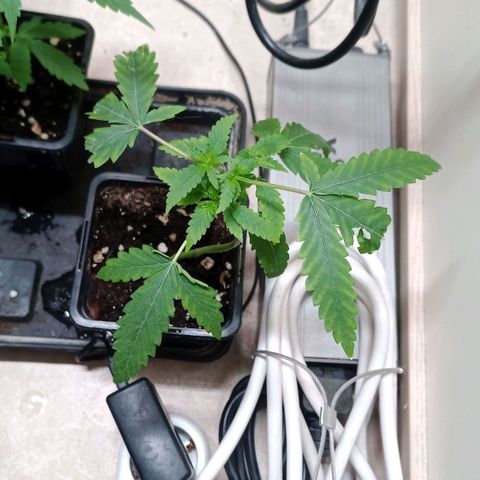 Unknown Mist #1 growlog timeline photo