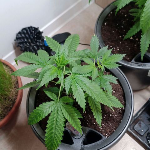 Royal Bluematic  growlog timeline photo