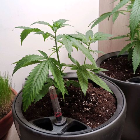 Royal Bluematic  growlog timeline photo