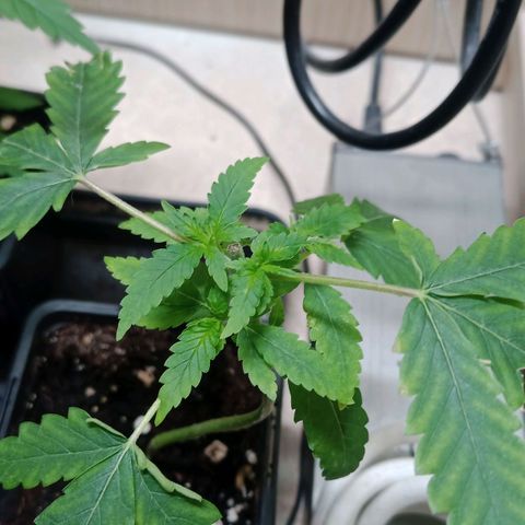 Unknown Mist #1 growlog timeline photo