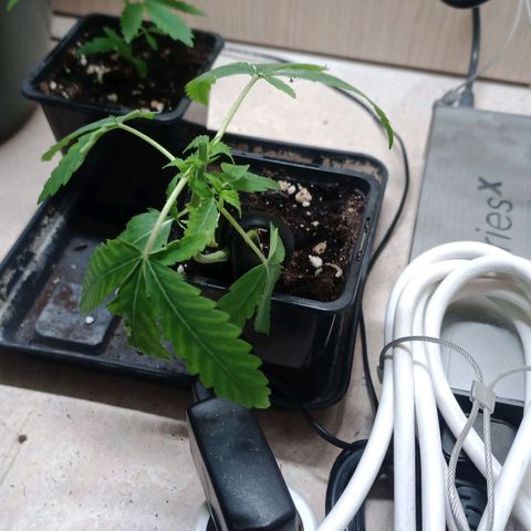Unknown Mist #1 growlog timeline photo