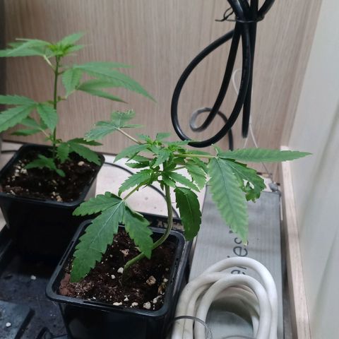 Unknown Mist #1 growlog timeline photo