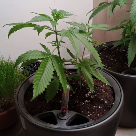 Royal Bluematic  growlog timeline photo