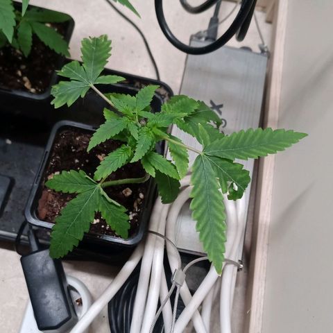 Unknown Mist #1 growlog timeline photo