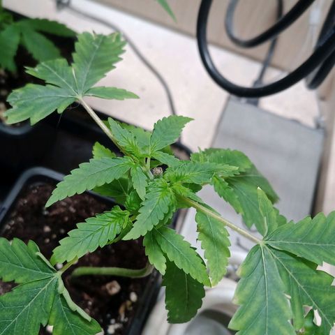 Unknown Mist #1 growlog timeline photo