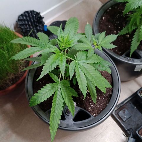 Royal Bluematic  growlog timeline photo