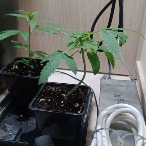 Unknown Mist #1 growlog timeline photo