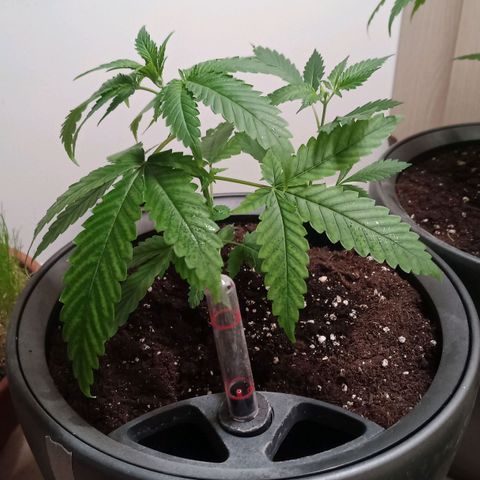 Royal Bluematic  growlog timeline photo
