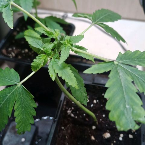 Unknown Mist #1 growlog timeline photo