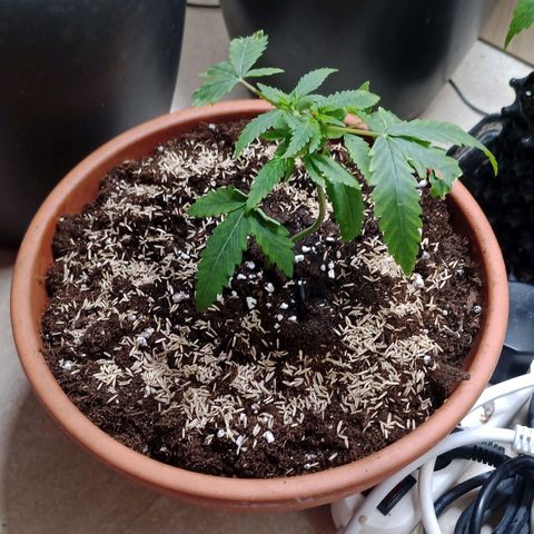 Unknown Mist #1 growlog photo: Rasen gesäht 