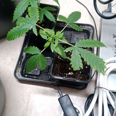 Unknown Mist #1 growlog timeline photo