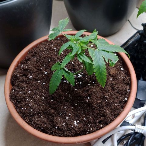 Unknown Mist #1 growlog photo: umgetopft
