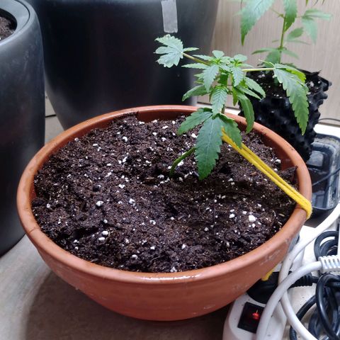 Unknown Mist #1 growlog photo: kurven