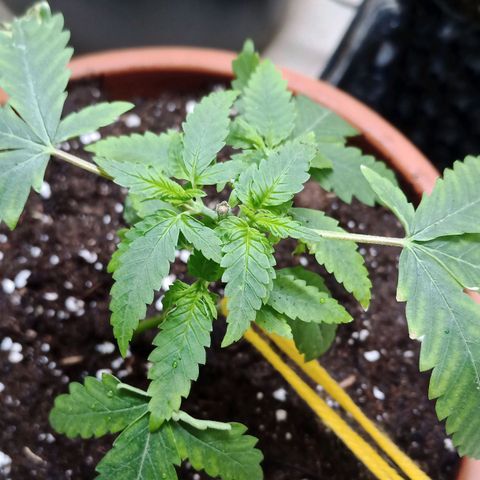 Unknown Mist #1 growlog timeline photo