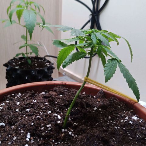 Unknown Mist #1 growlog timeline photo