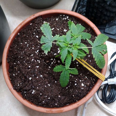Unknown Mist #1 growlog timeline photo
