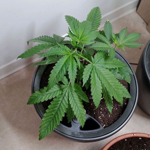 Royal Bluematic  growlog timeline photo