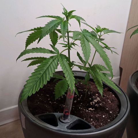 Royal Bluematic  growlog timeline photo