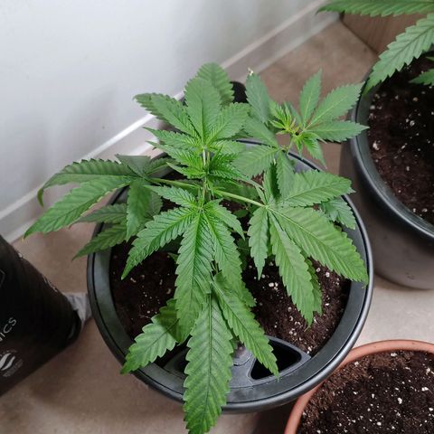Royal Bluematic  growlog timeline photo