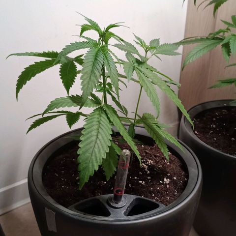 Royal Bluematic  growlog timeline photo
