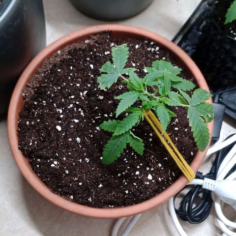 Unknown Mist #1 growlog timeline photo