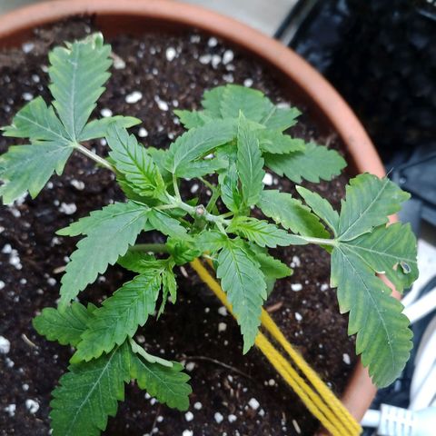 Unknown Mist #1 growlog timeline photo