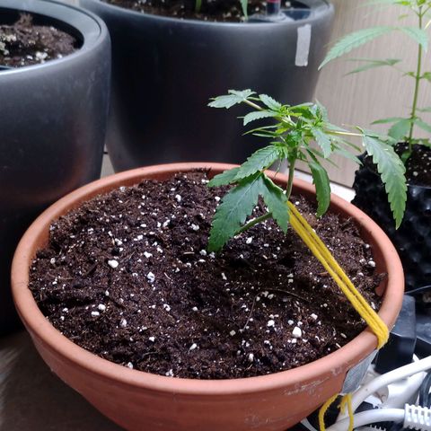 Unknown Mist #1 growlog timeline photo