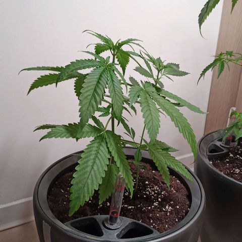Royal Bluematic  growlog timeline photo