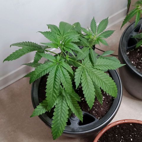 Royal Bluematic  growlog timeline photo