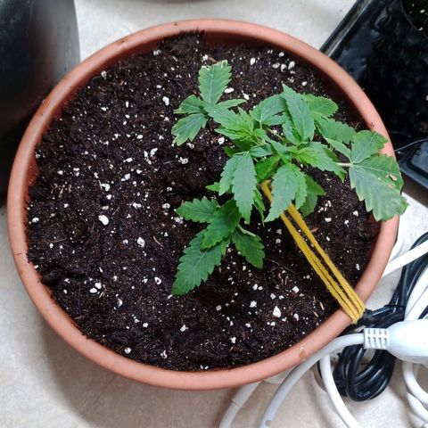Unknown Mist #1 growlog timeline photo
