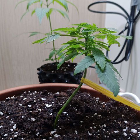Unknown Mist #1 growlog timeline photo