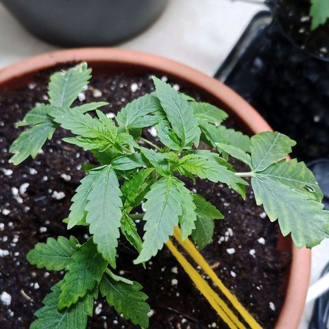 Unknown Mist #1 growlog timeline photo