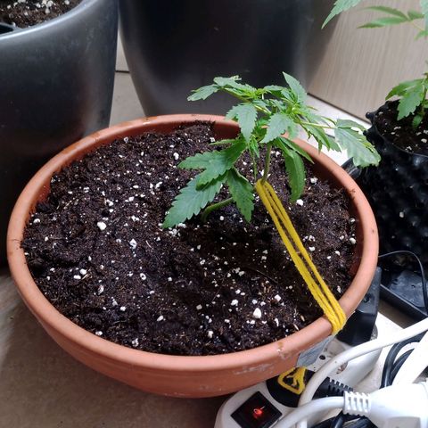 Unknown Mist #1 growlog timeline photo