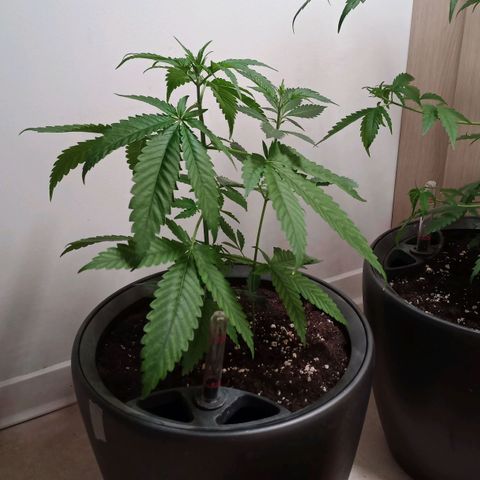 Royal Bluematic  growlog timeline photo