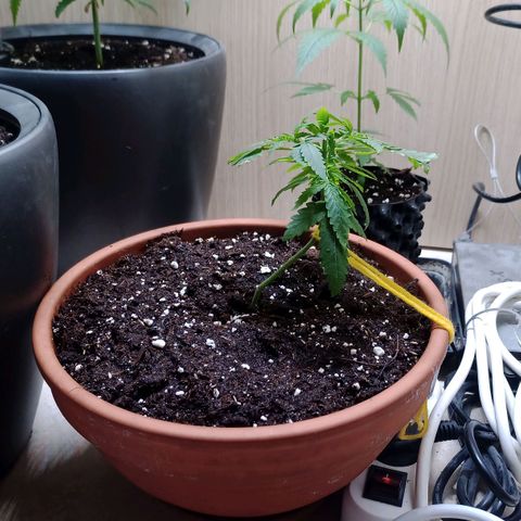 Unknown Mist #1 growlog timeline photo