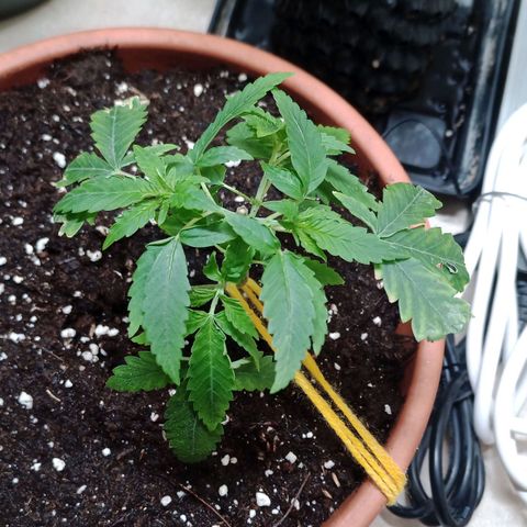 Unknown Mist #1 growlog timeline photo