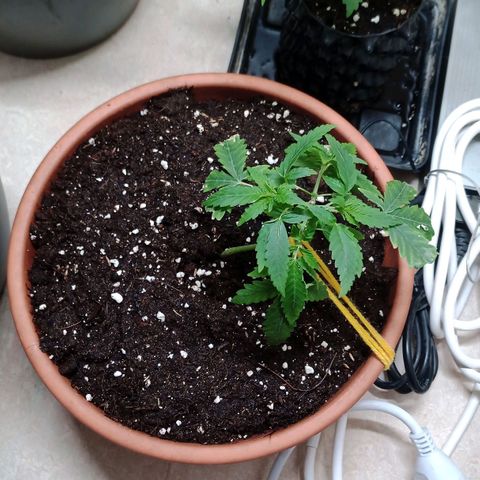 Unknown Mist #1 growlog timeline photo