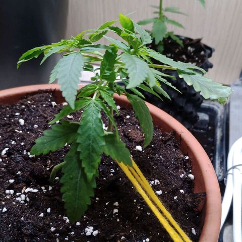 Unknown Mist #1 growlog timeline photo