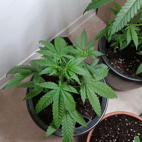 Royal Bluematic  growlog timeline photo