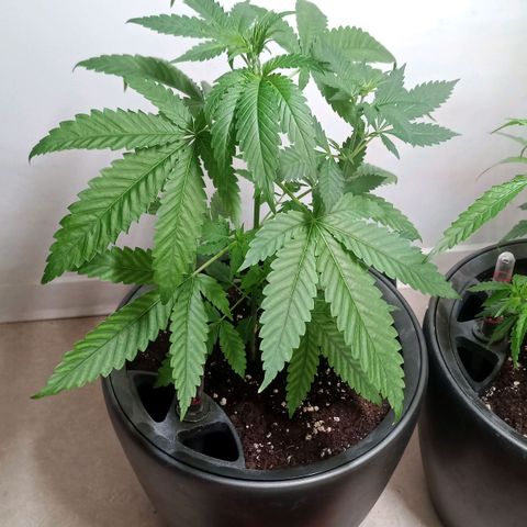 Royal Bluematic  growlog timeline photo
