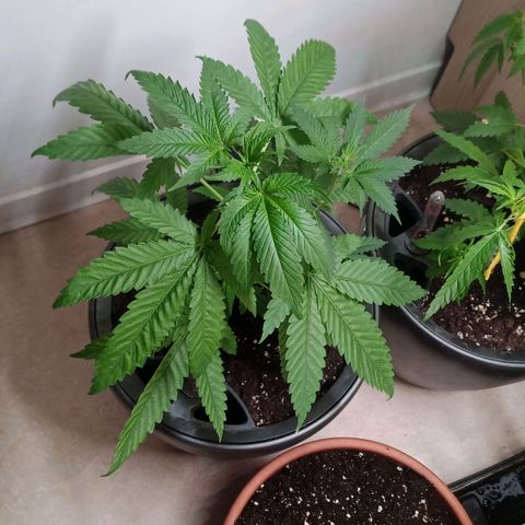 Royal Bluematic  growlog timeline photo