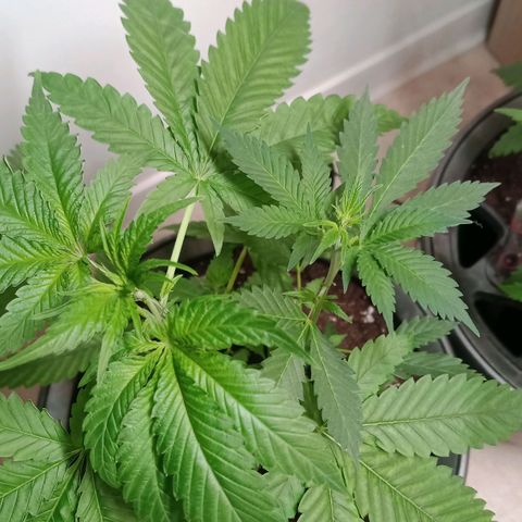 Royal Bluematic  growlog timeline photo
