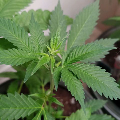 Royal Bluematic  growlog timeline photo