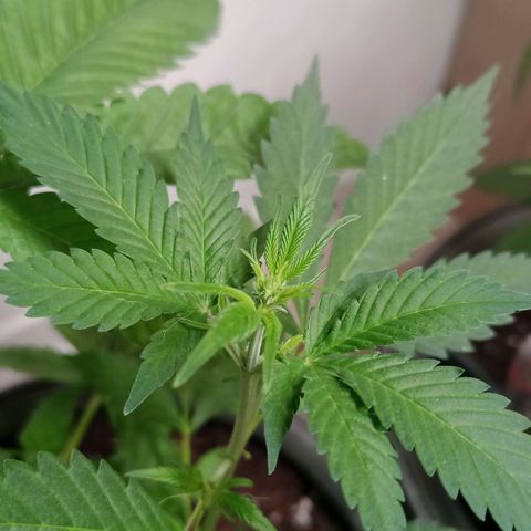 Royal Bluematic  growlog photo: Häärchenbildung