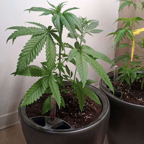 Royal Bluematic  growlog timeline photo