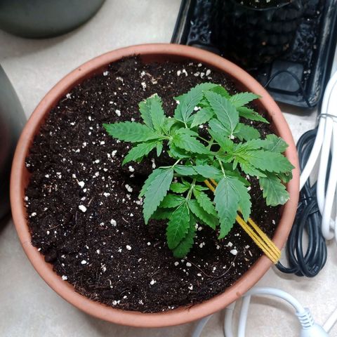 Unknown Mist #1 growlog timeline photo