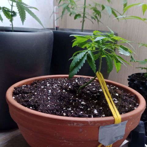 Unknown Mist #1 growlog timeline photo