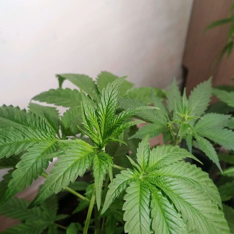 Royal Bluematic  growlog timeline photo